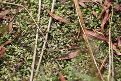 Glossostigma elatinoides