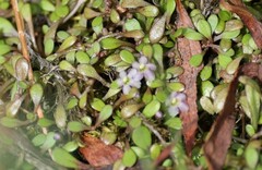 Glossostigma elatinoides
