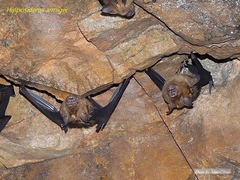 Hipposideros armiger