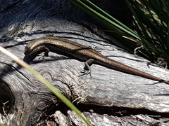Pseudemoia entrecasteauxii