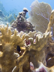 Millepora complanata