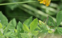 Conocephalus bilineatus