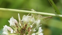 Conocephalus bilineatus