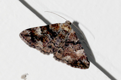 Aporoctena scierodes