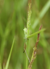 Conocephalus bilineatus