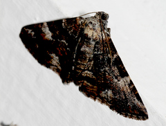 Aporoctena scierodes