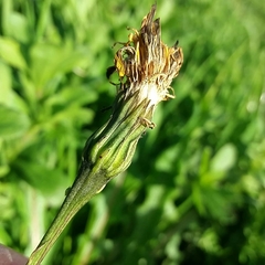 Leontodon tuberosus