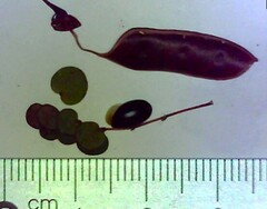 Bossiaea lenticularis