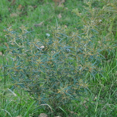 Xanthium spinosum