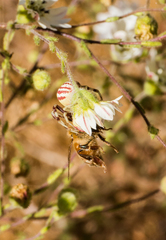 Mecaphesa schlingeri