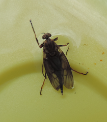 Chiromyzinae