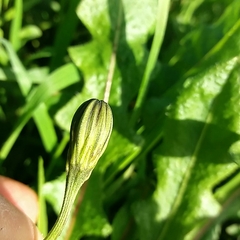 Leontodon tuberosus