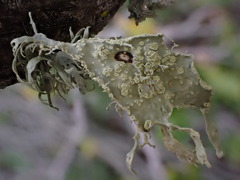 Ramalina canariensis