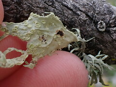 Ramalina canariensis