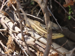 Liolaemus chiliensis