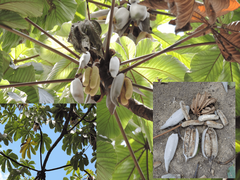 Cecropia pachystachya