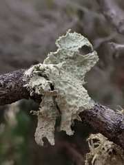 Ramalina canariensis