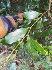 Cinnamomum reticulatum