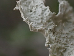 Ramalina canariensis