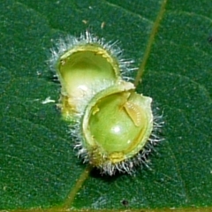 Caryomyia viscidolium