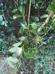 Cinnamomum reticulatum
