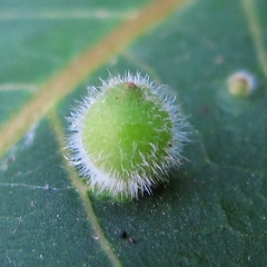 Caryomyia viscidolium