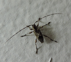Aegomorphus jaspideus