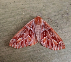 Caripeta hyperythrata