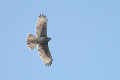 Parabuteo unicinctus unicinctus