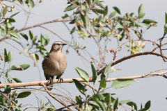 Mimus thenca