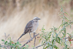 Mimus thenca