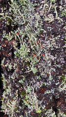 Cladonia macilenta