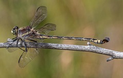 Petalura litorea