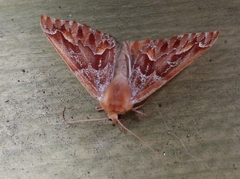 Caripeta hyperythrata