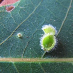 Caryomyia viscidolium
