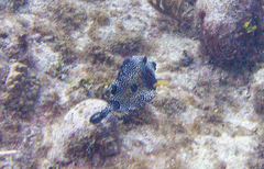 Lactophrys triqueter