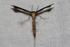 Stenoptilodes taprobanes
