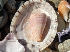 Conus aplustre