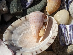 Conus aplustre