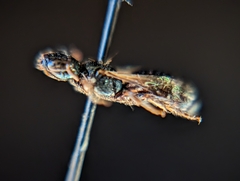 Ceratina