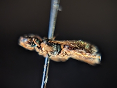 Ceratina
