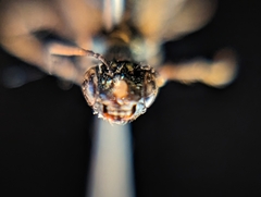 Ceratina