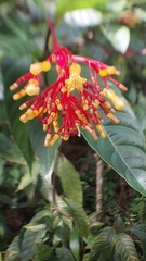 Palicourea croceoides