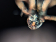 Ceratina