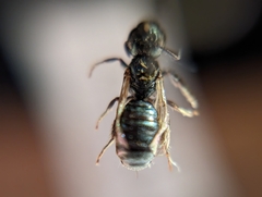 Ceratina