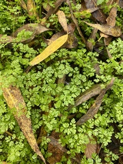 Anthriscus caucalis