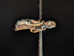 Ceratina