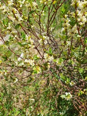 Pimelea axiflora alpina