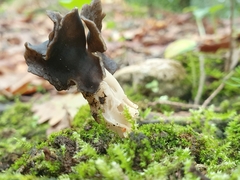Helvella lacunosa