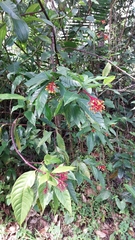 Palicourea croceoides